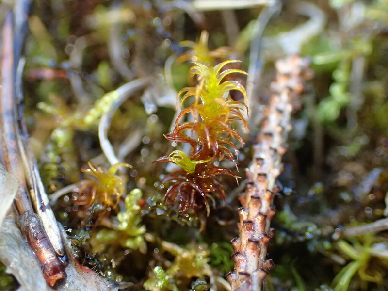 Giant Geheebia Moss photo 4
