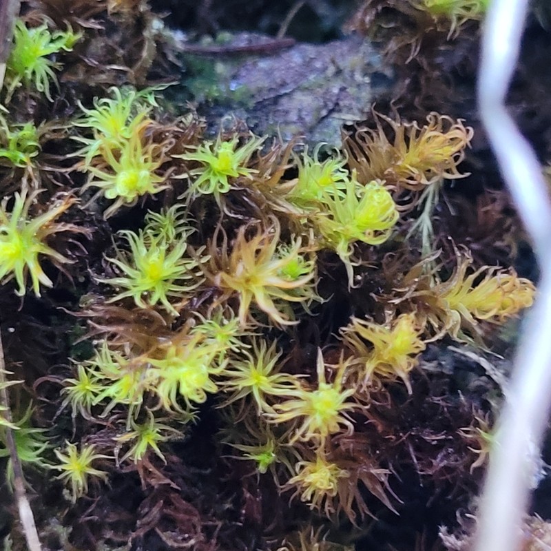Giant Geheebia Moss photo 5