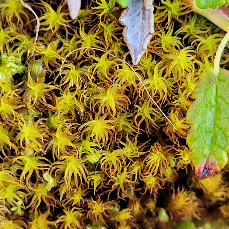 Giant Geheebia Moss photo 6