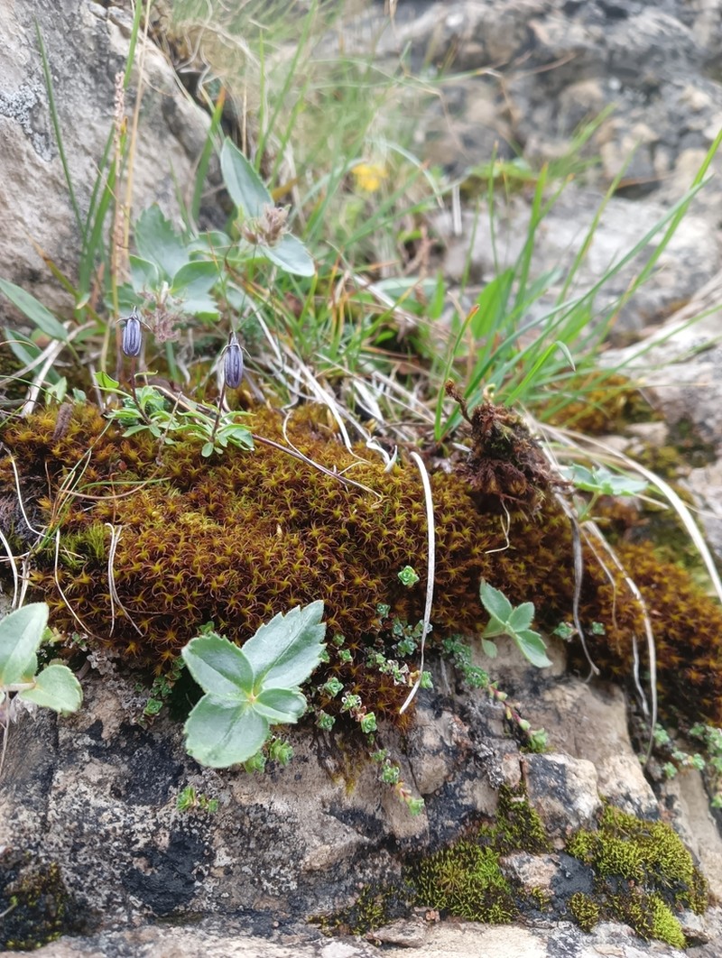 Giant Geheebia Moss photo 7