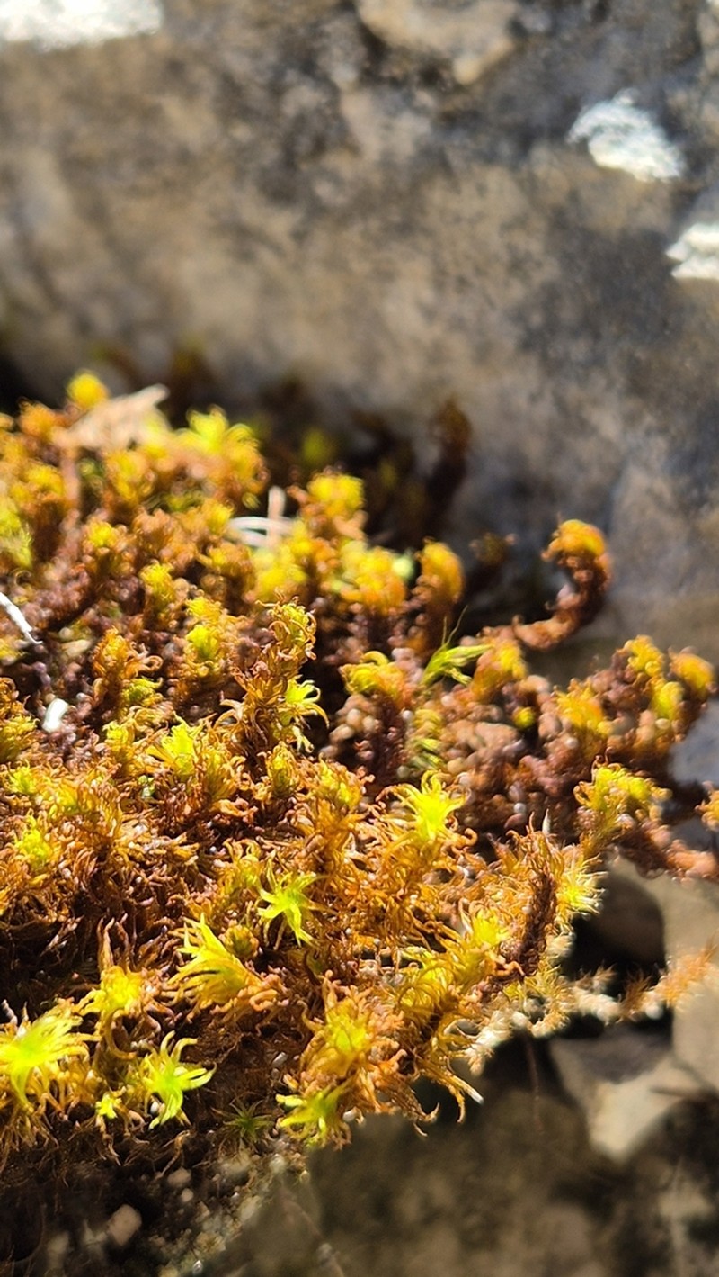 Giant Geheebia Moss photo 8