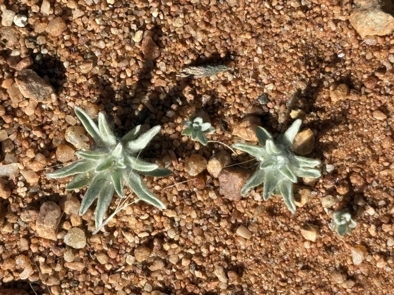 Geigeria acaulis