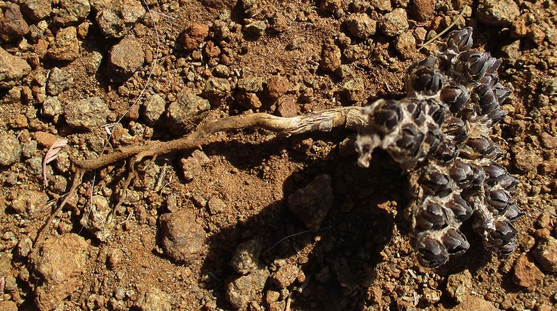 Geigeria acaulis photo 2
