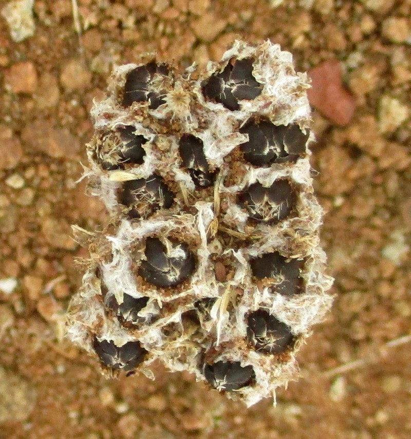 Geigeria acaulis photo 3