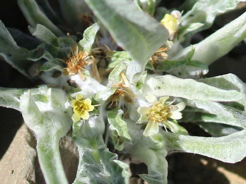 Geigeria acaulis photo 4