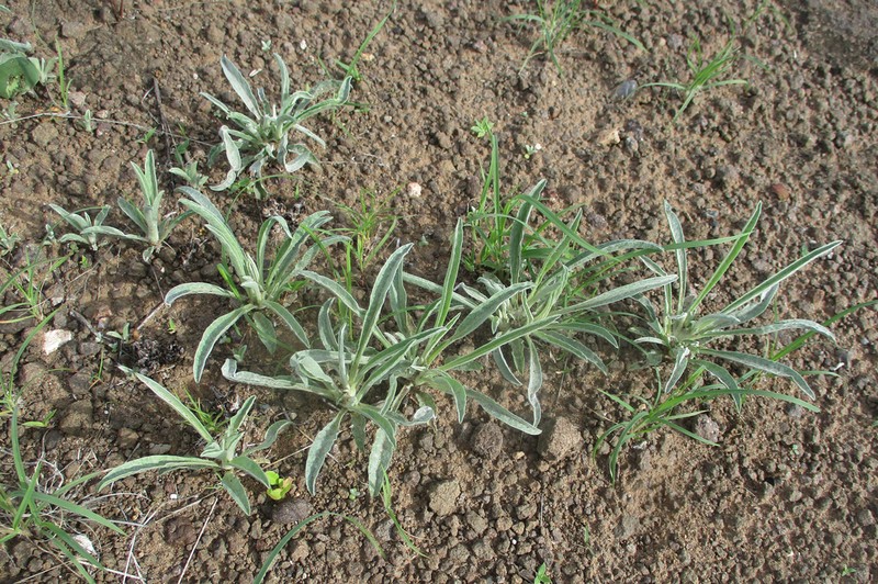 Geigeria acaulis photo 5
