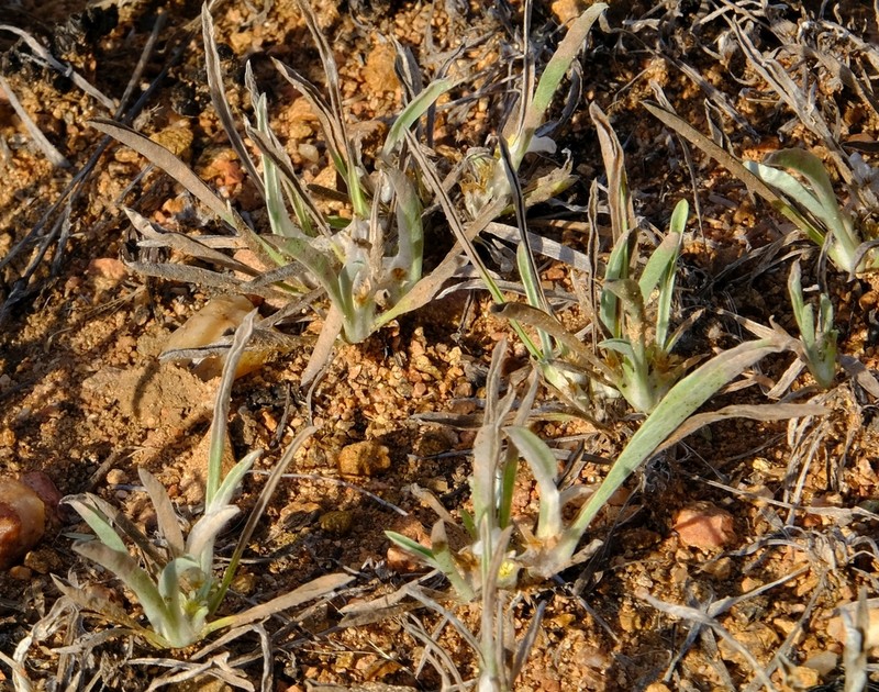 Geigeria acaulis photo 6