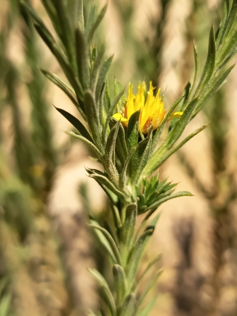 Geigeria acicularis