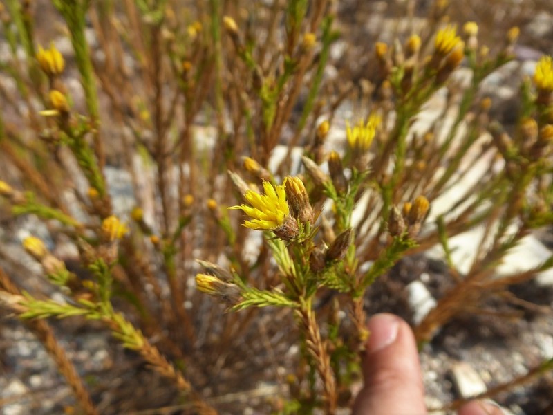 Geigeria acicularis photo 2