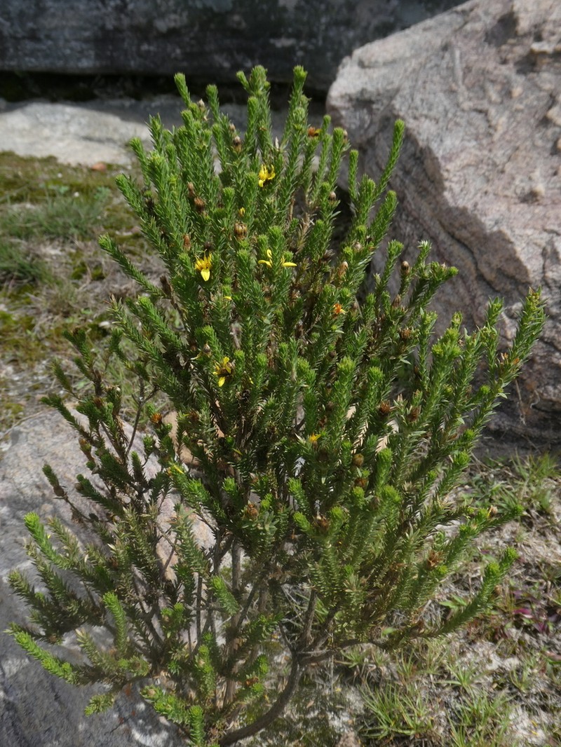 Geigeria acicularis photo 5
