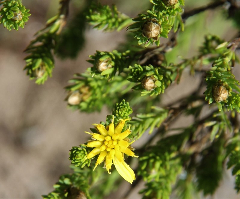 Geigeria acicularis photo 7