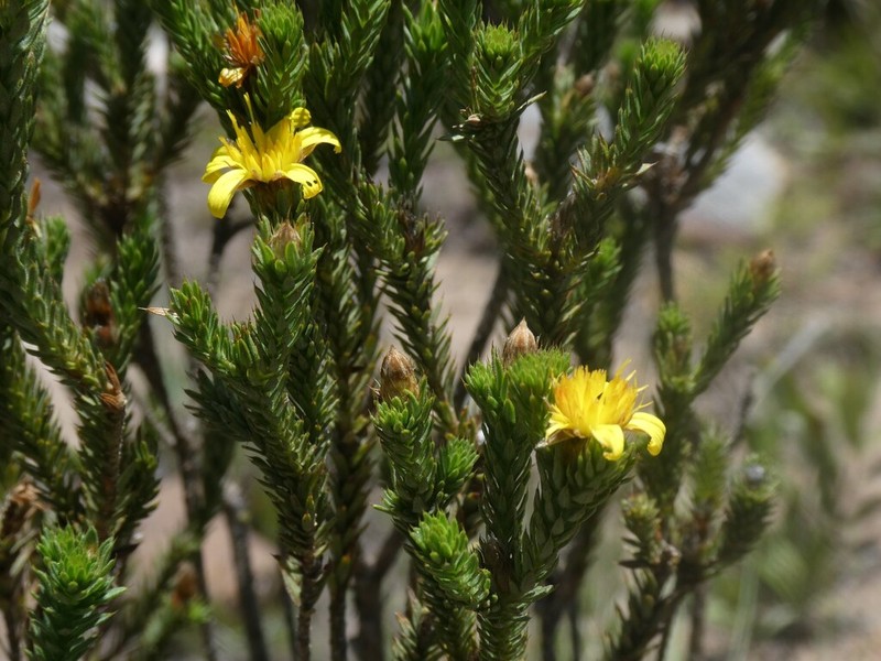 Geigeria acicularis photo 8