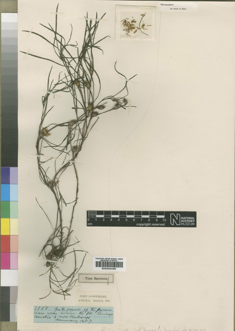 Geigeria affinis