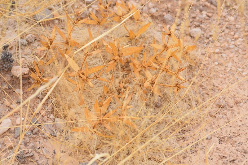 Geigeria alata