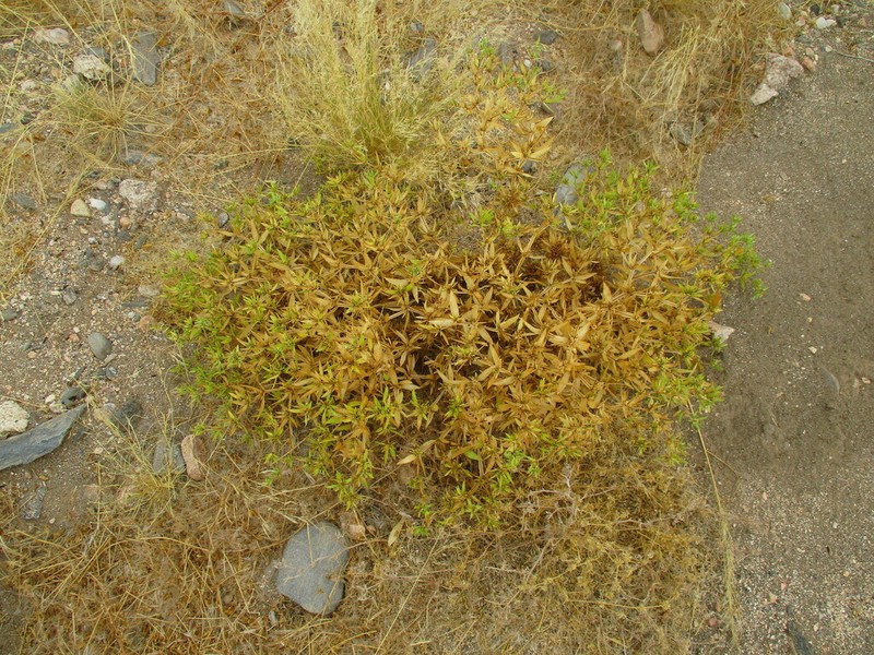 Geigeria alata photo 5