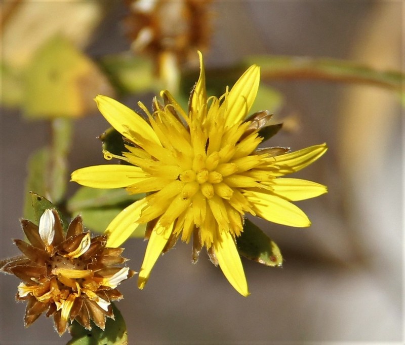 Geigeria angolensis