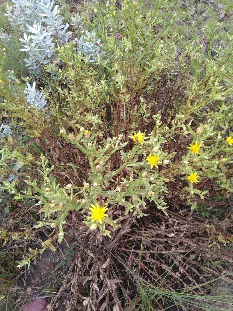 Geigeria angolensis photo 2