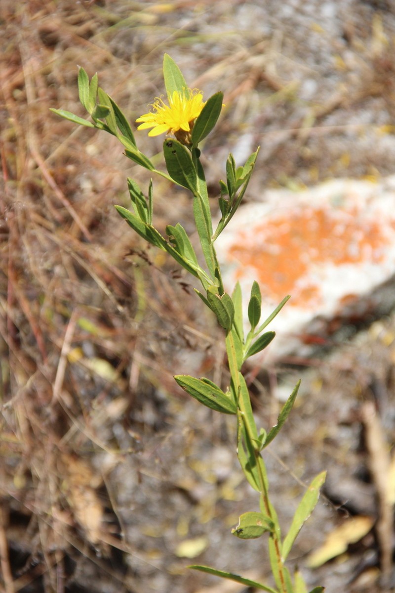 Geigeria angolensis photo 4