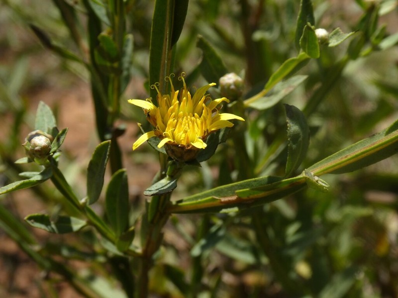 Geigeria angolensis photo 5