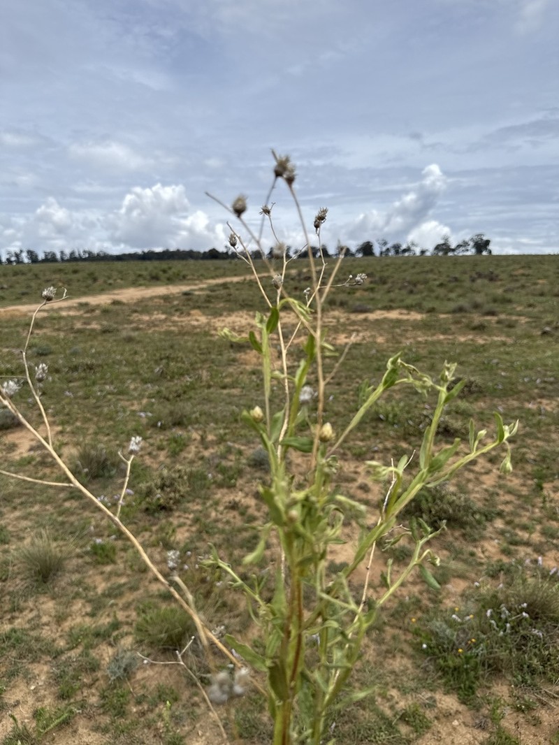 Geigeria angolensis photo 6