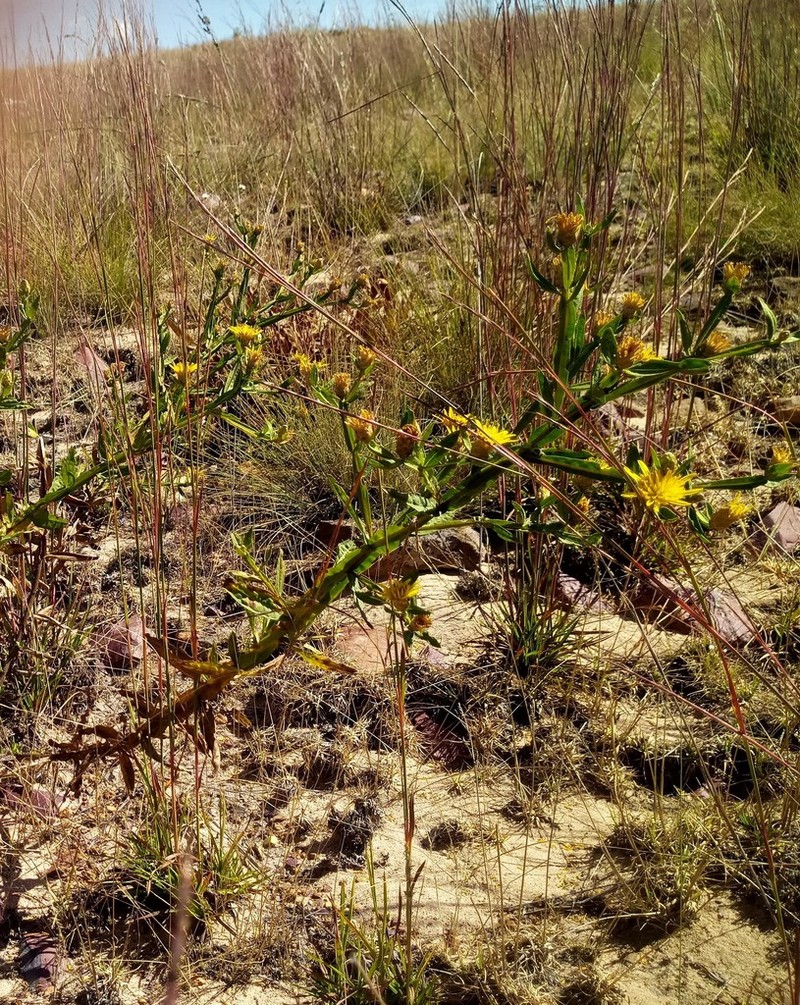 Geigeria angolensis photo 7