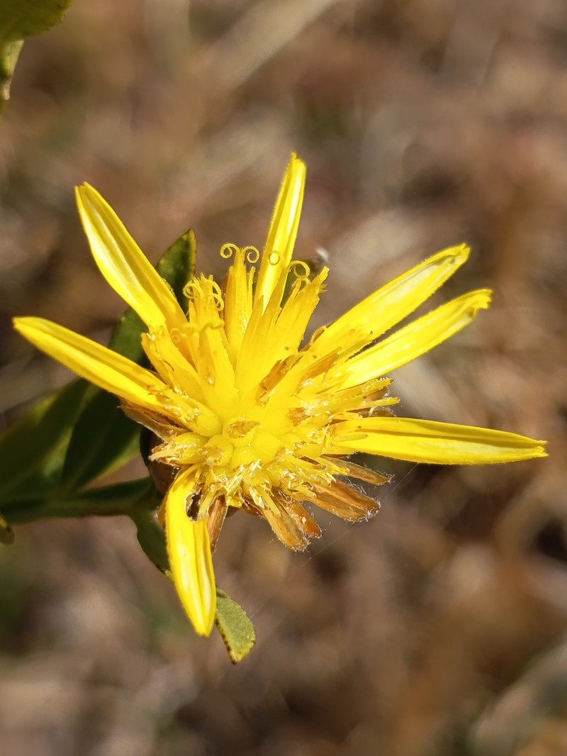 Geigeria angolensis photo 8