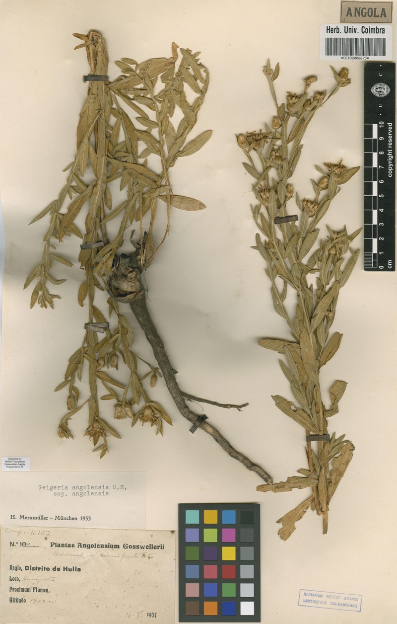 Geigeria angolensis subsp. angolensis