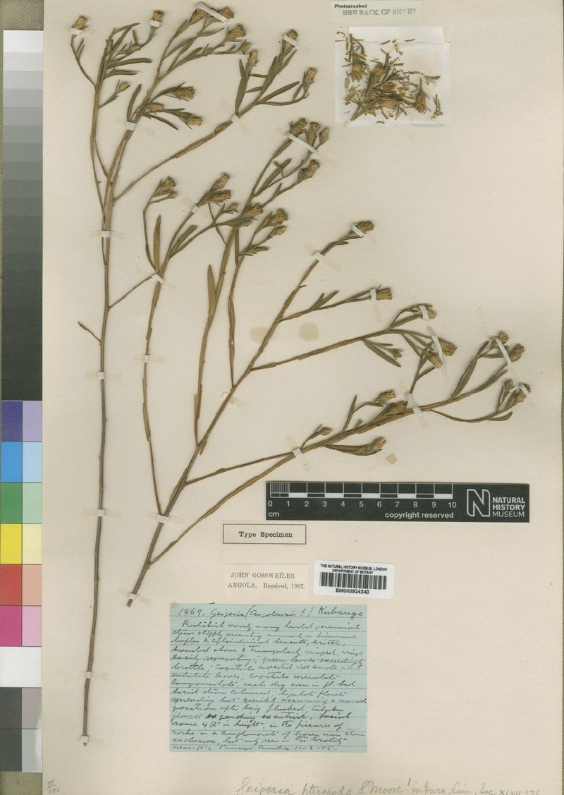 Geigeria angolensis subsp. pteropoda