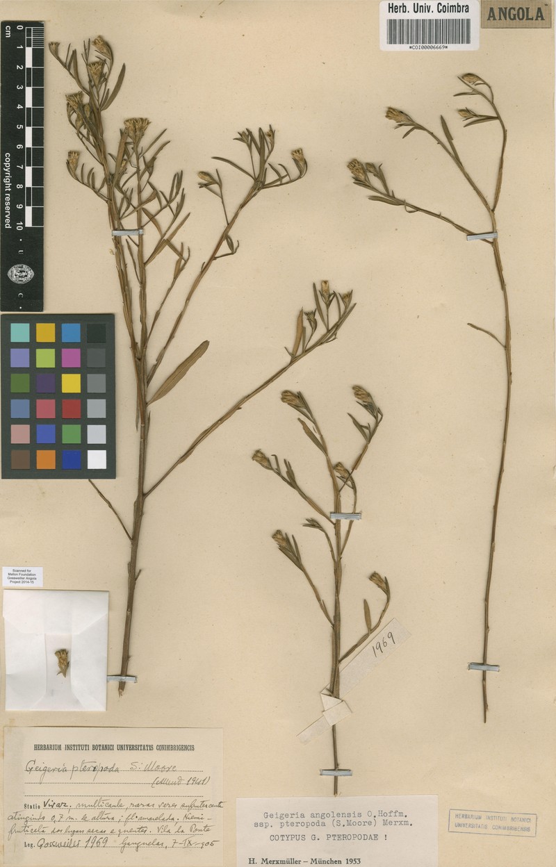 Geigeria angolensis subsp. pteropoda photo 2