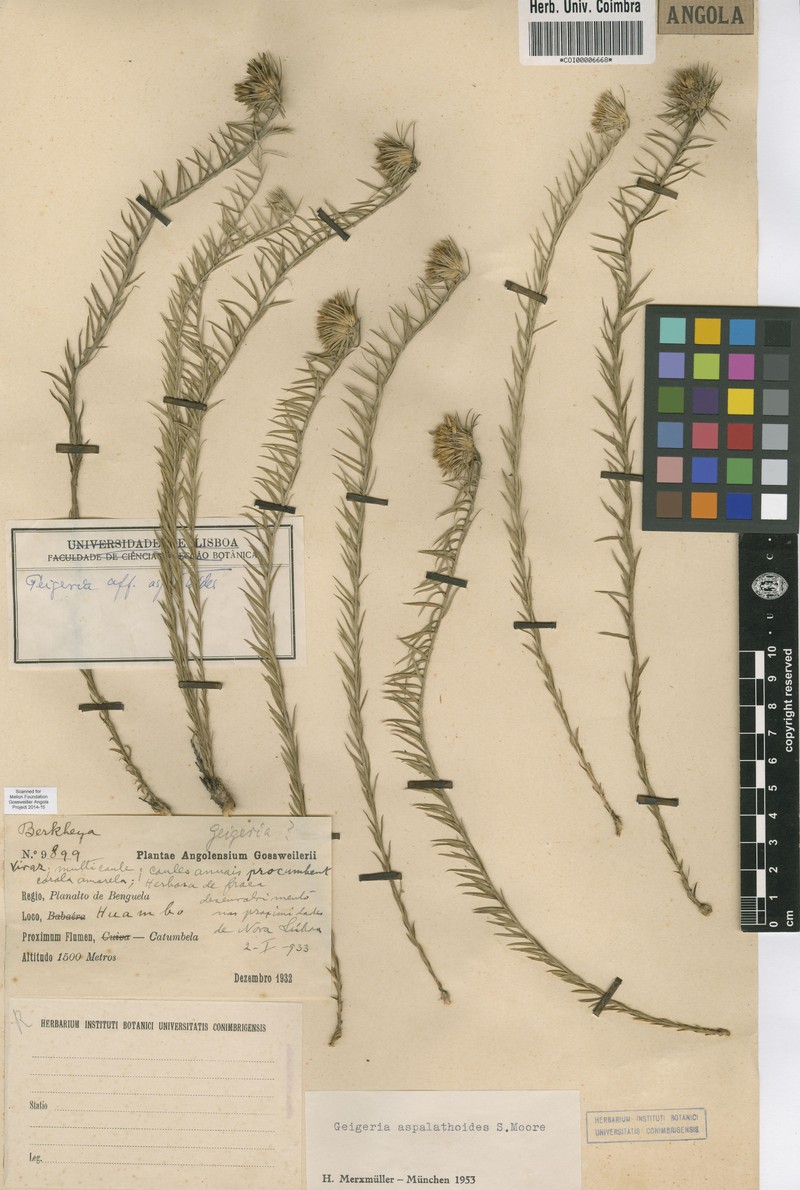 Geigeria aspalathoides photo 2