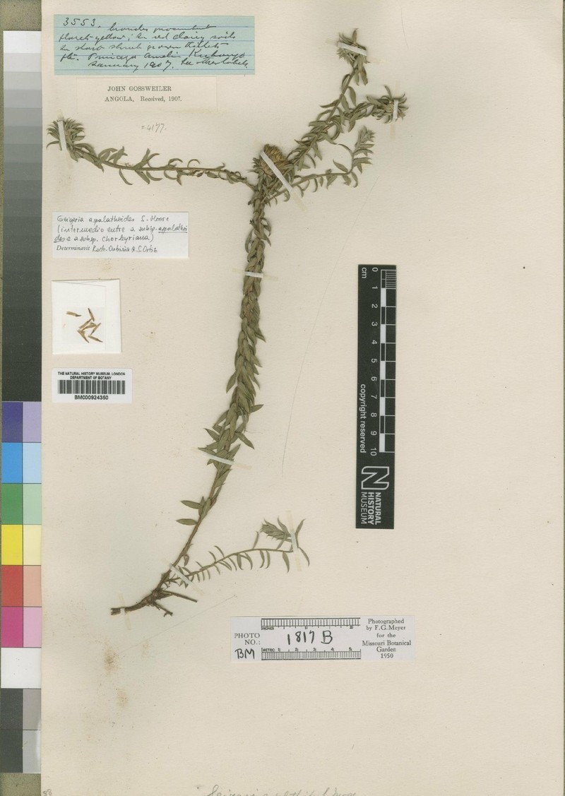 Geigeria aspalathoides photo 3