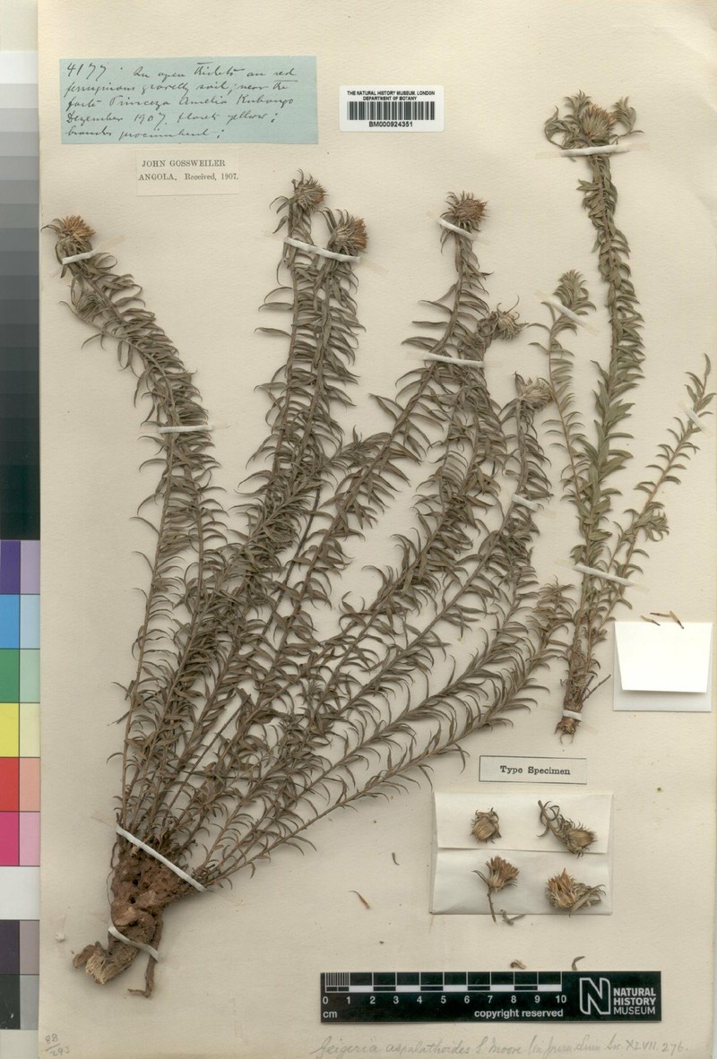 Geigeria aspalathoides photo 4