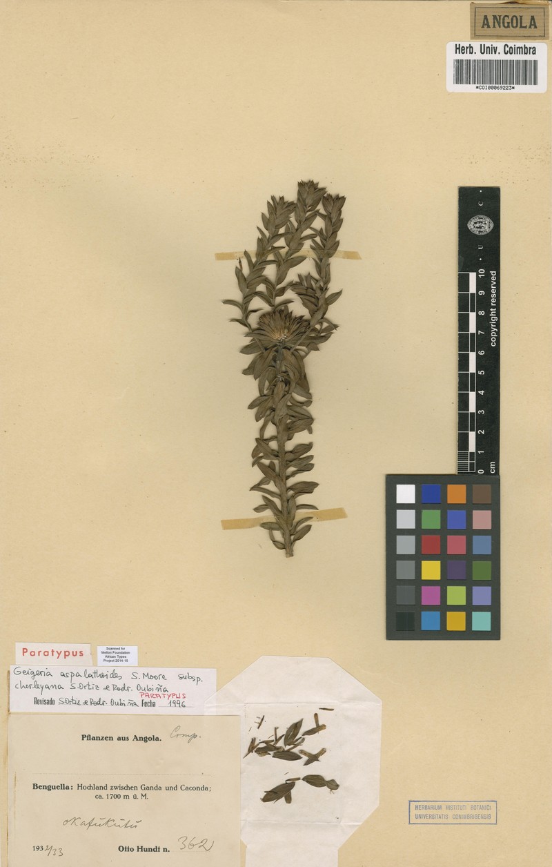 Geigeria aspalathoides