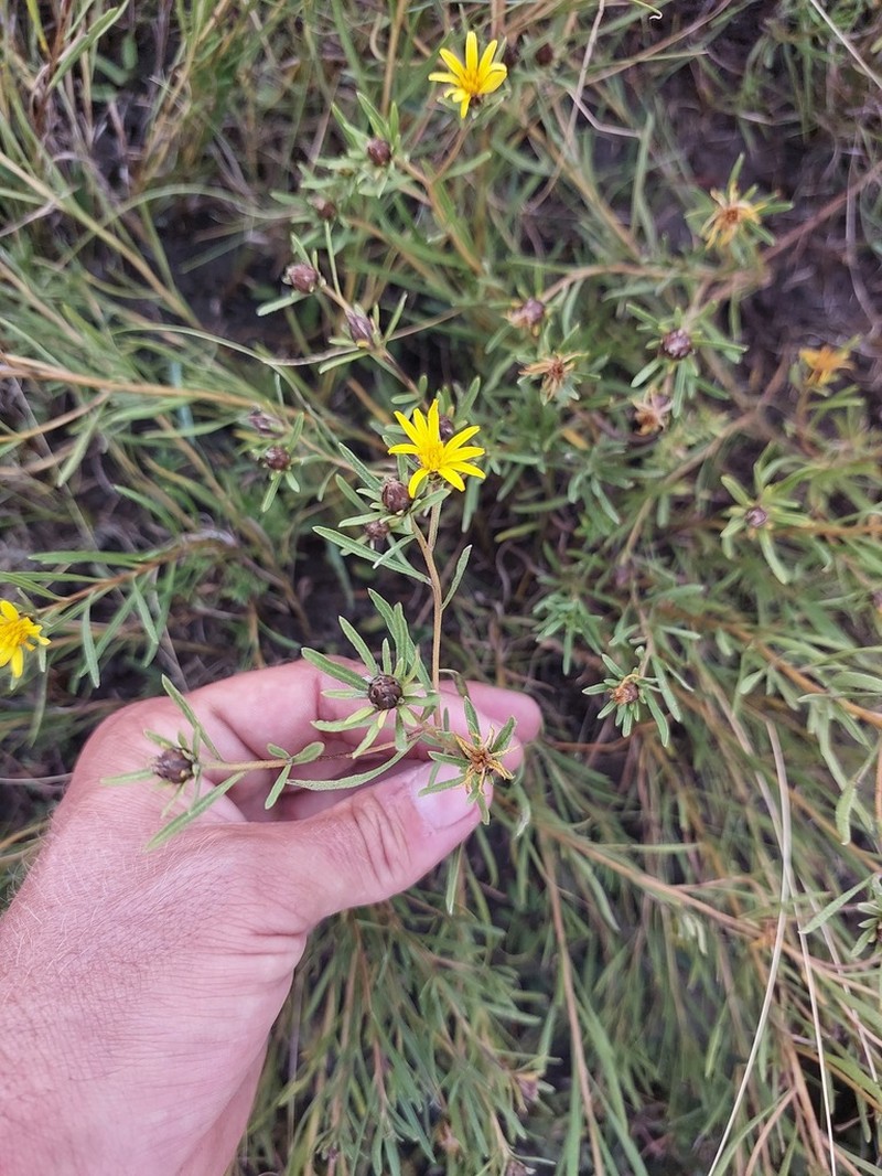 Geigeria aspera