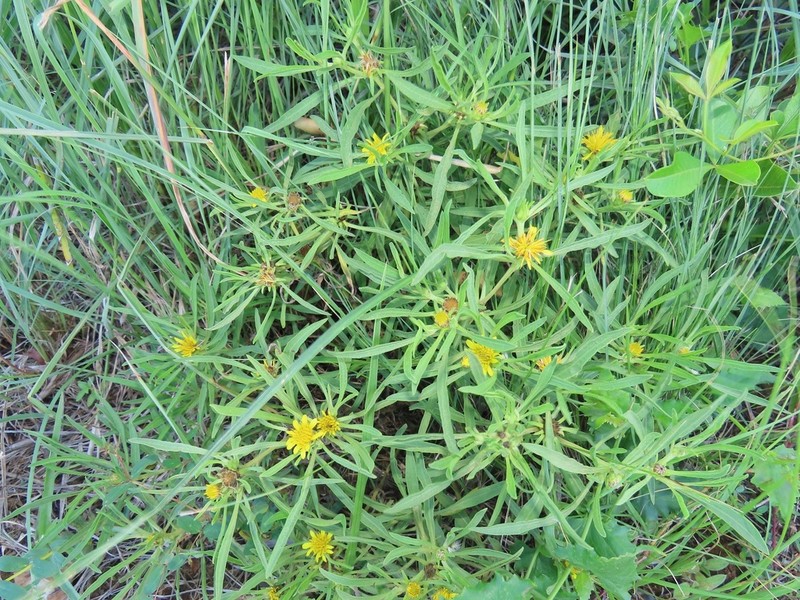 Geigeria burkei photo 5