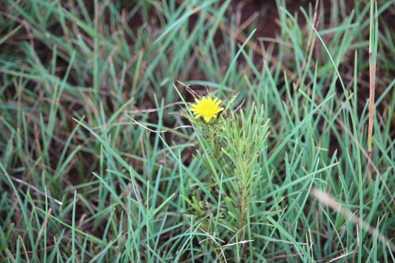 Geigeria burkei photo 8