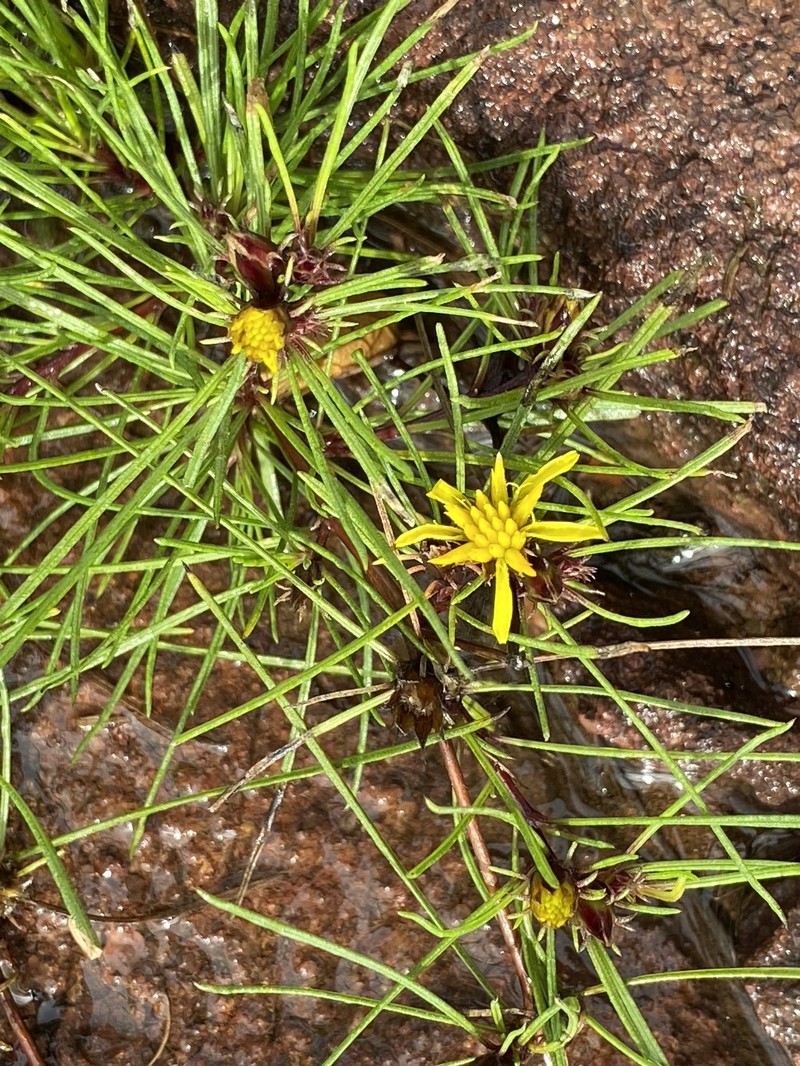 Geigeria burkei subsp. burkei