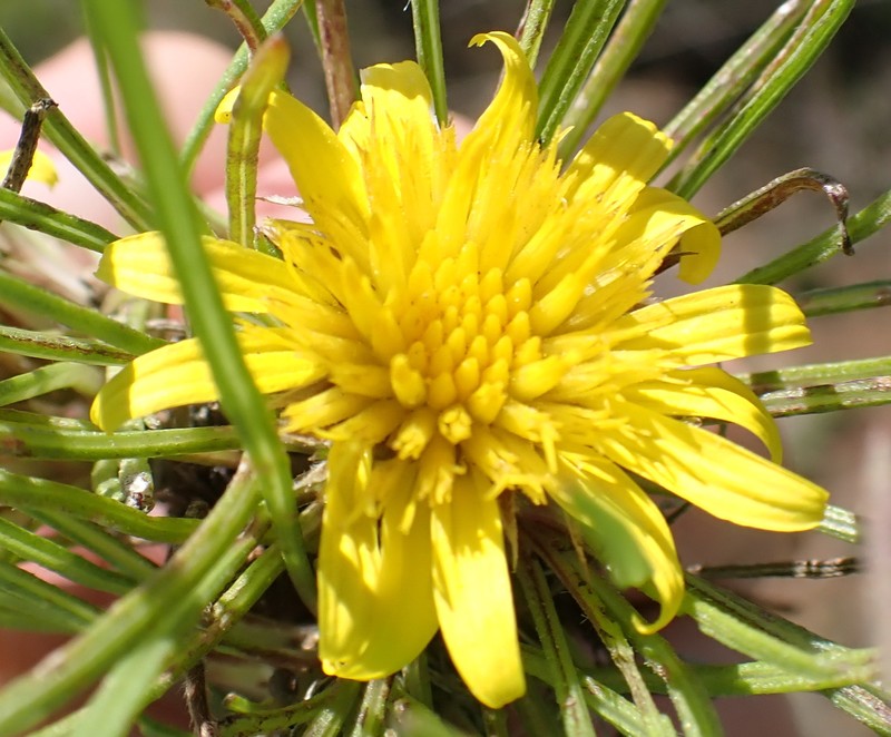 Geigeria burkei subsp. burkei photo 2