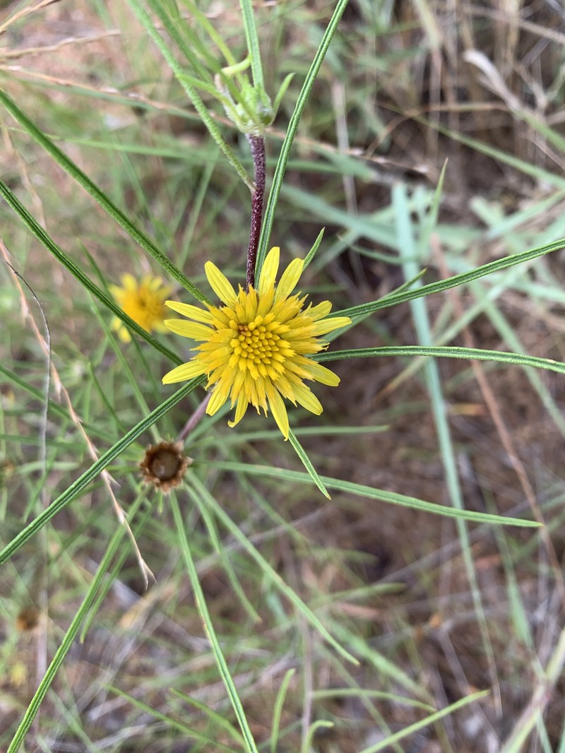 Geigeria burkei subsp. burkei photo 3