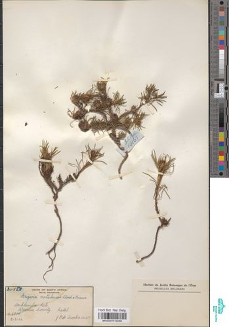 Geigeria burkei subsp. diffusa