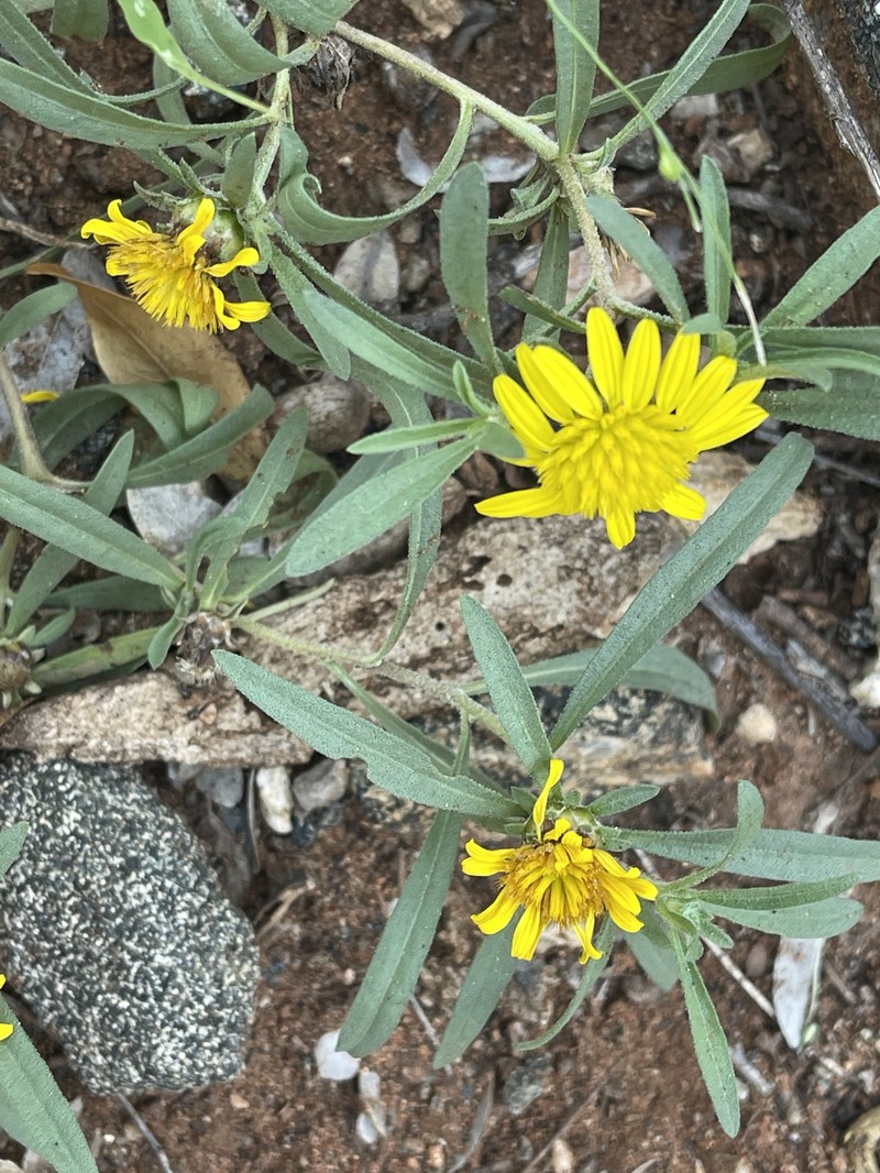Geigeria burkei subsp. fruticulosa