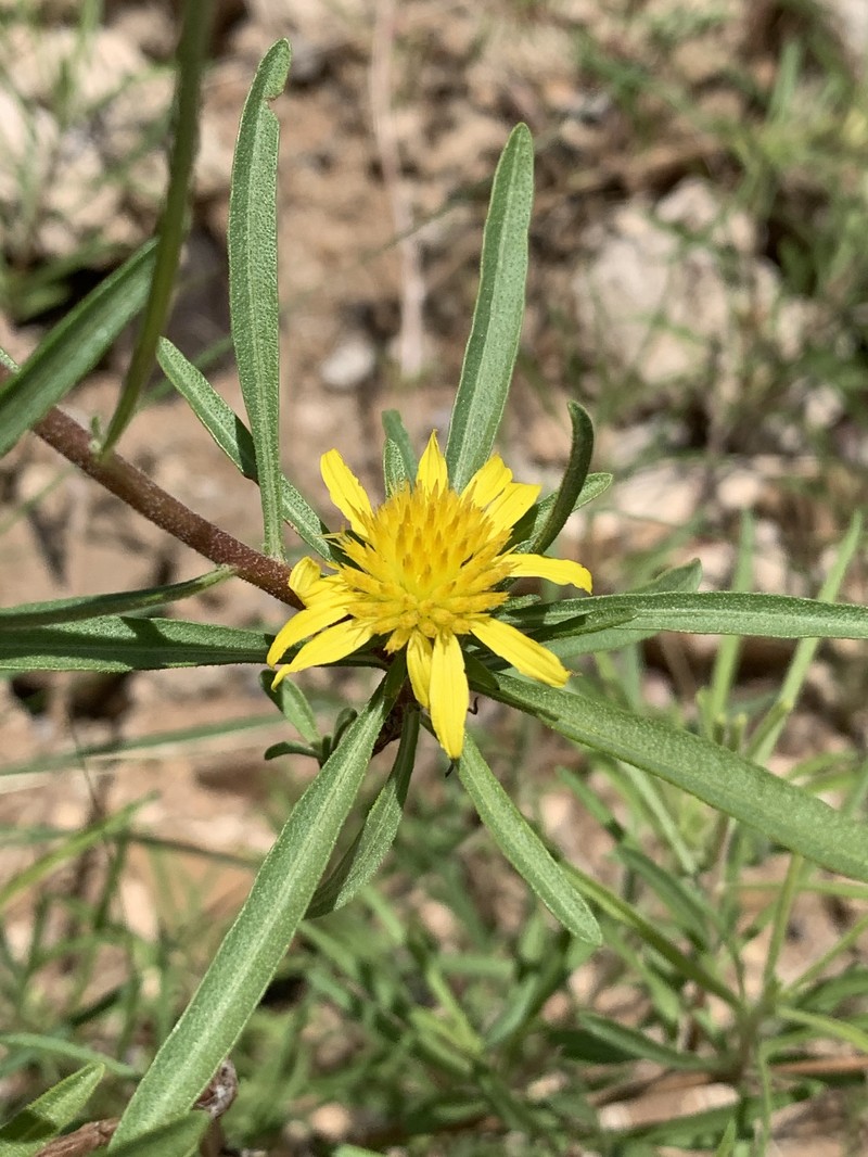 Geigeria burkei subsp. fruticulosa photo 2