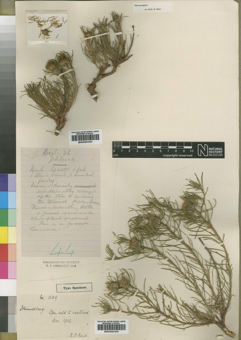 Geigeria burkei var. intermedia