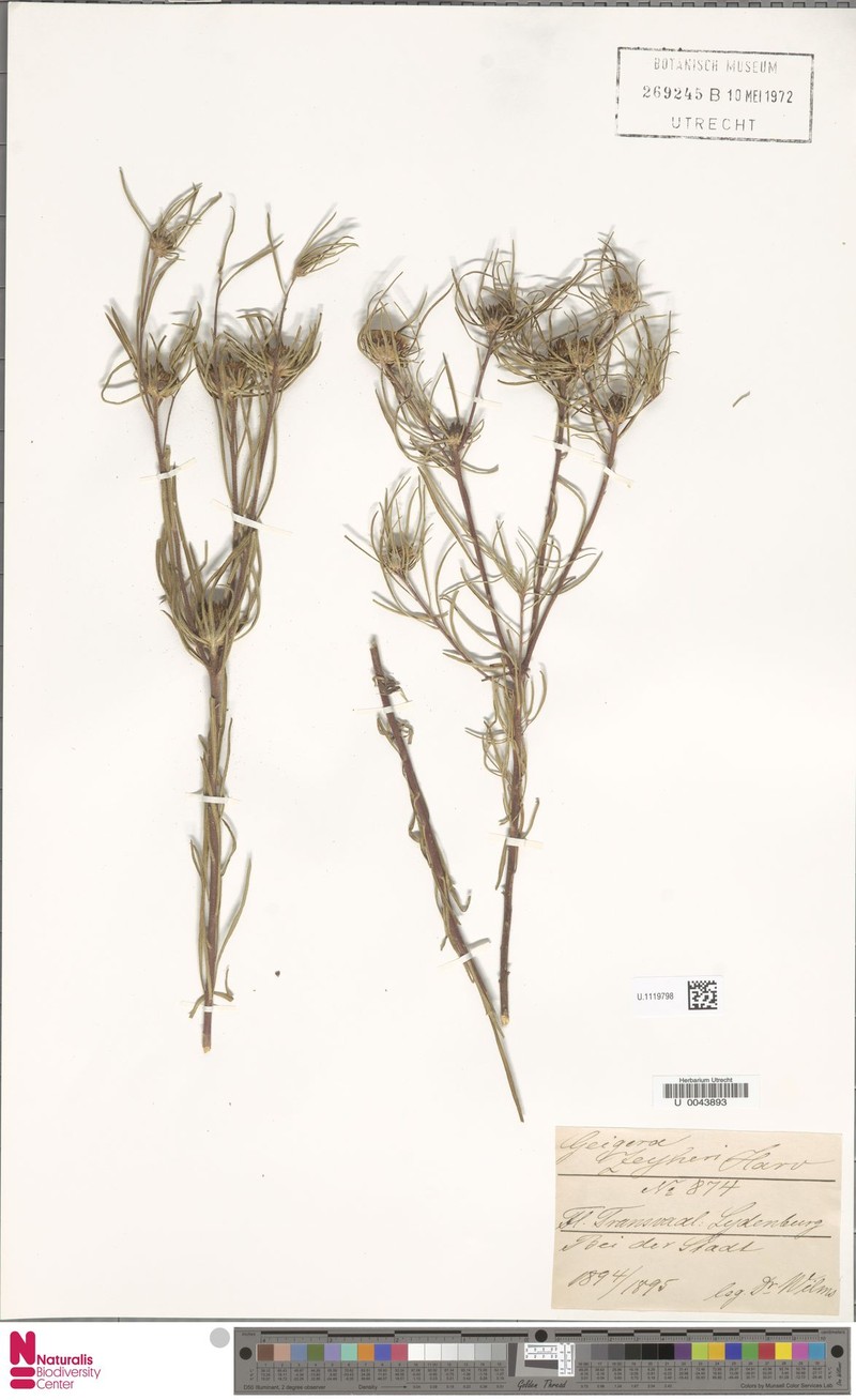 Geigeria burkei var. zeyheri photo 4