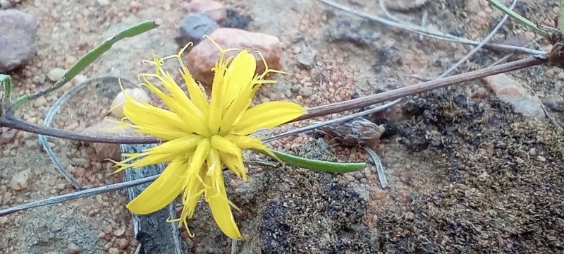 Geigeria elongata