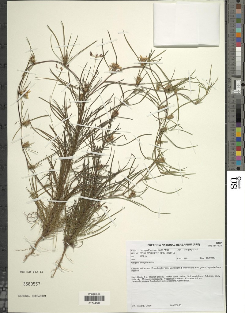Geigeria elongata photo 8
