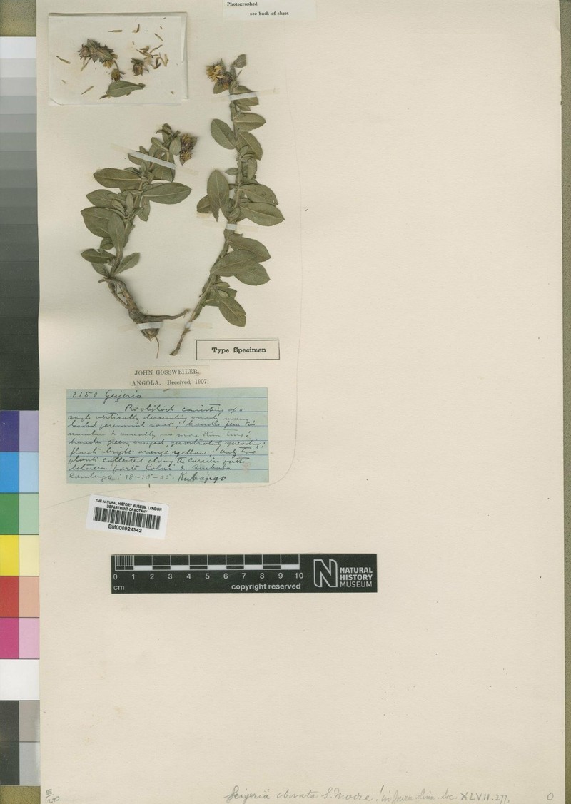 Geigeria hoffmanniana photo 4