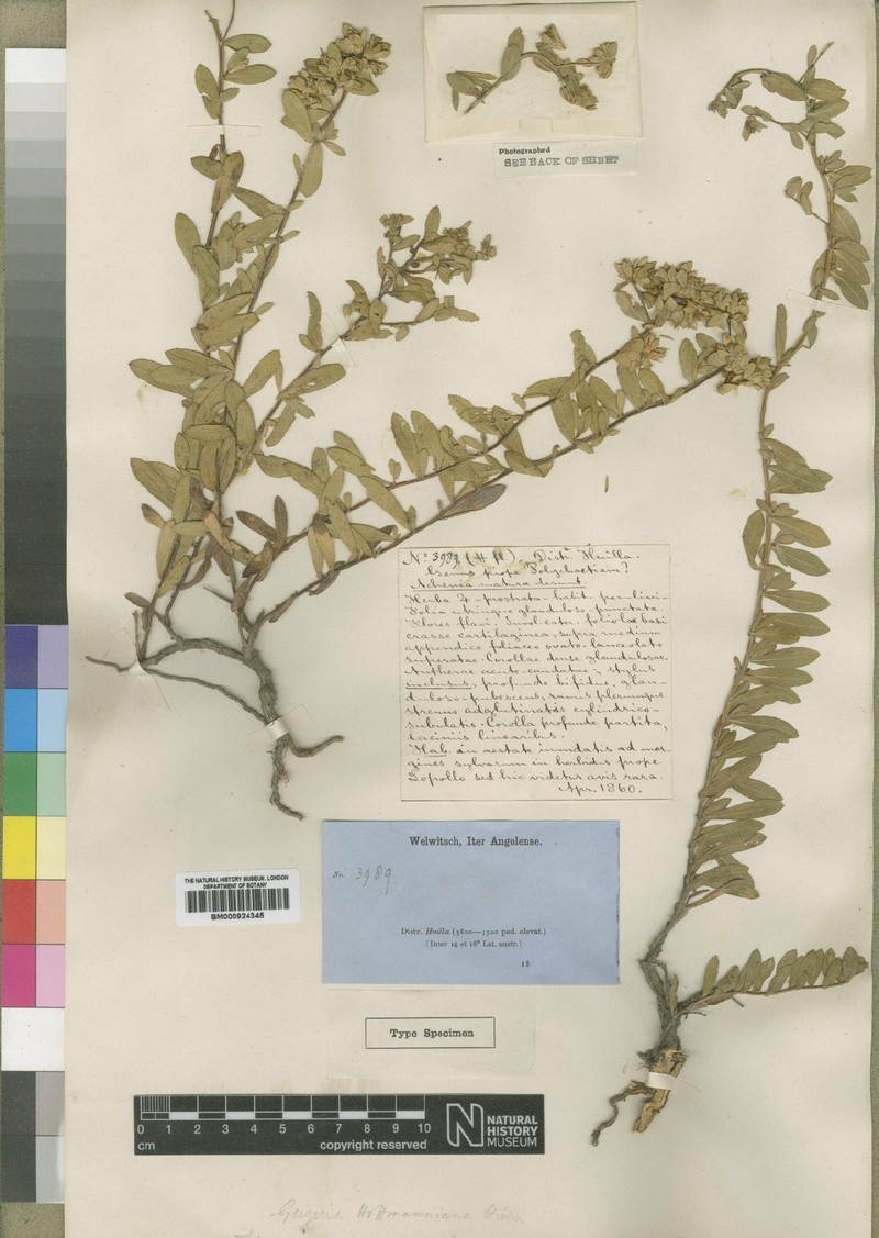 Geigeria hoffmanniana photo 5