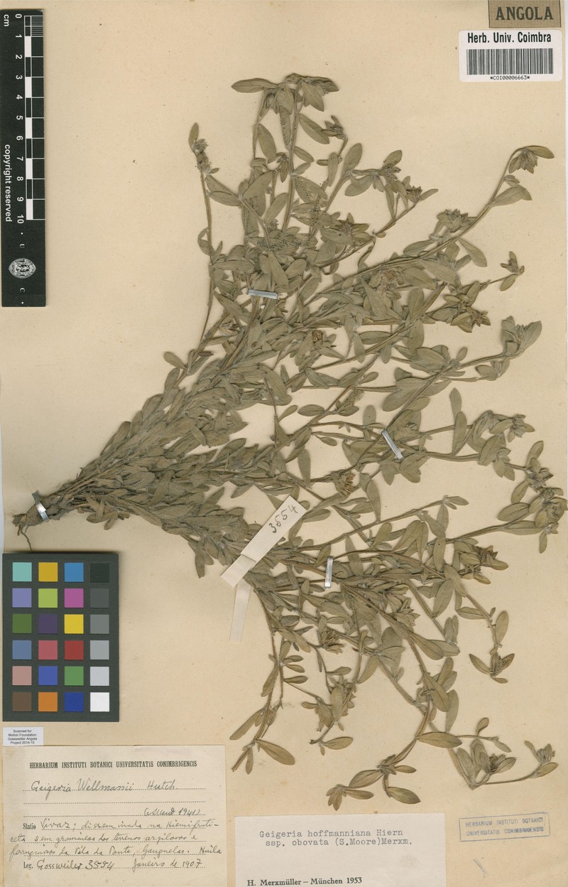 Geigeria hoffmanniana subsp. obovata photo 2