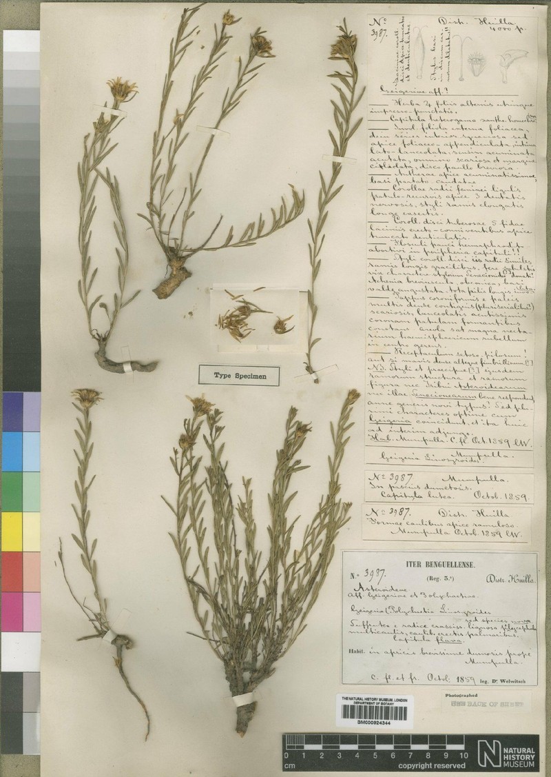 Geigeria linosyroides